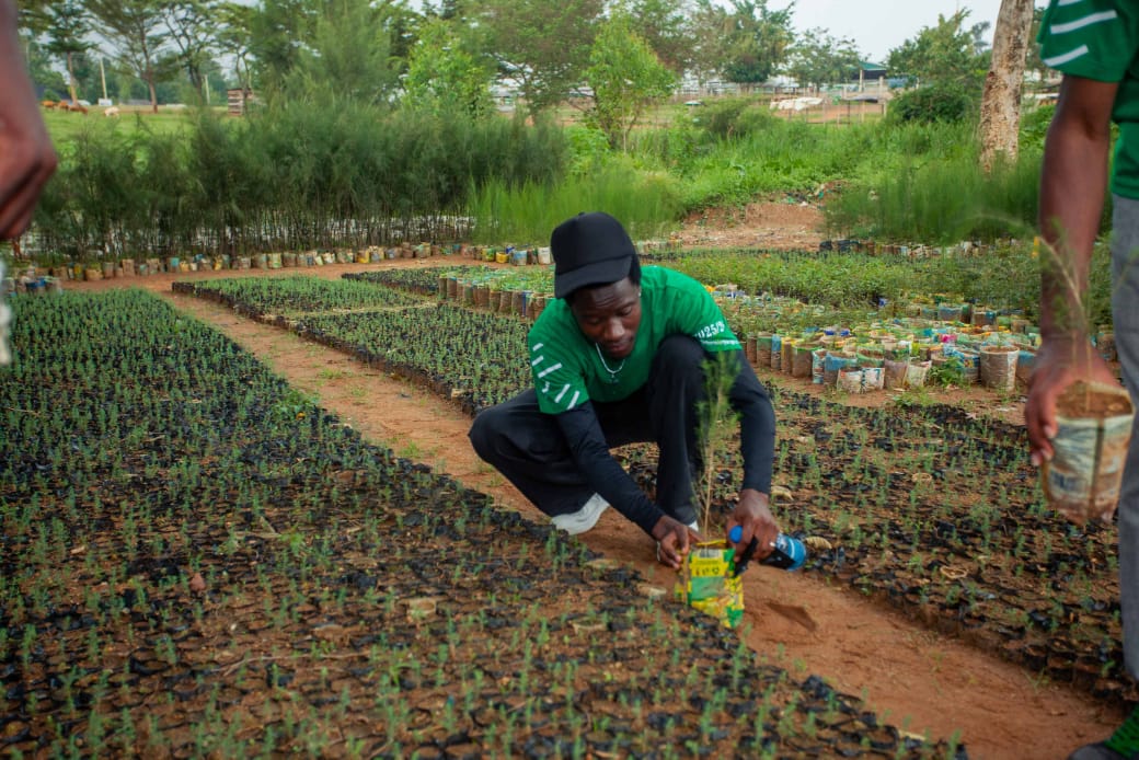 Securing the seedlings